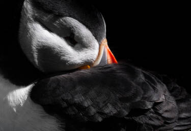 Image assets by Rachel Bigsby for Nikon magazine, using the NIKKOR Z 600mm f/6.3